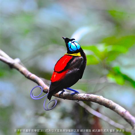 天堂鳥 鳥類|世界野鳥攝影俱樂部: 認識天堂鳥Bird of Paradise